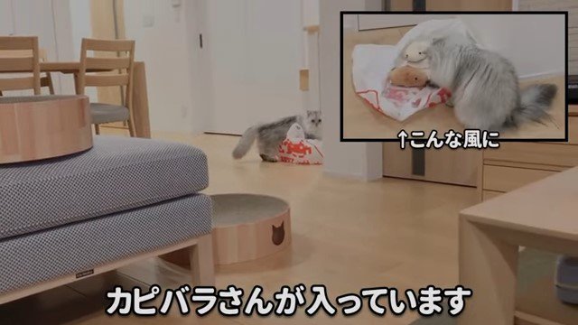 袋を覗く猫