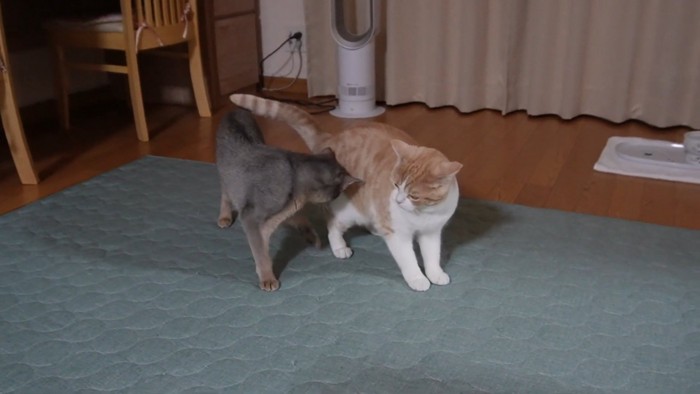 近くにいる2匹の猫