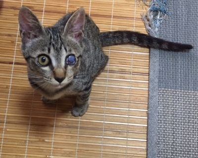 上を見上げて困った顔をしている猫