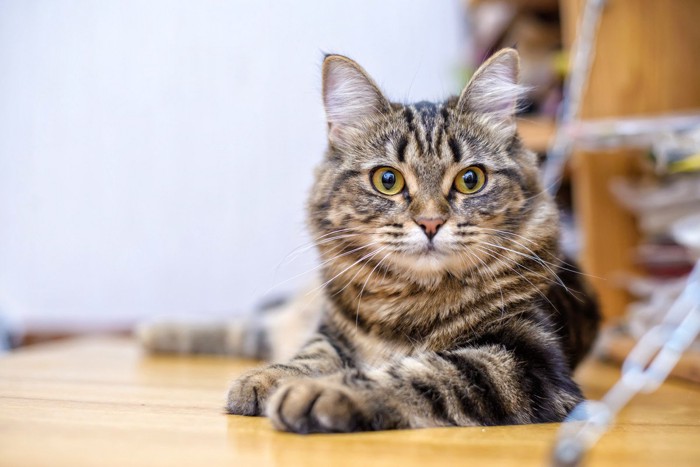 リラックスした猫
