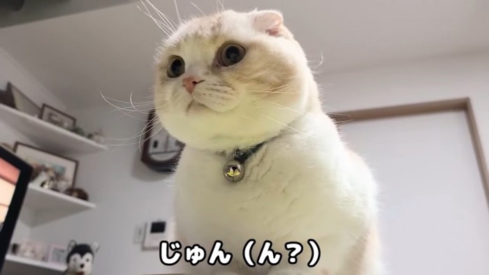 遠くを見つめる猫