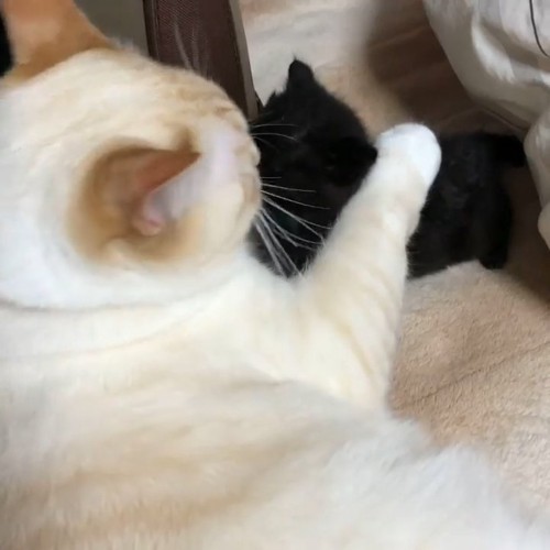 子猫に前足を乗せる成猫