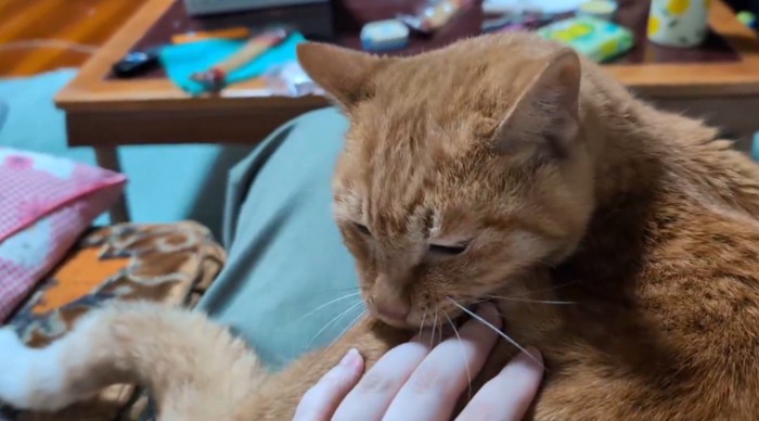 飼い主に撫でられてしっぽが動く猫