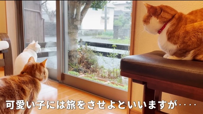 窓の外を見る猫たち