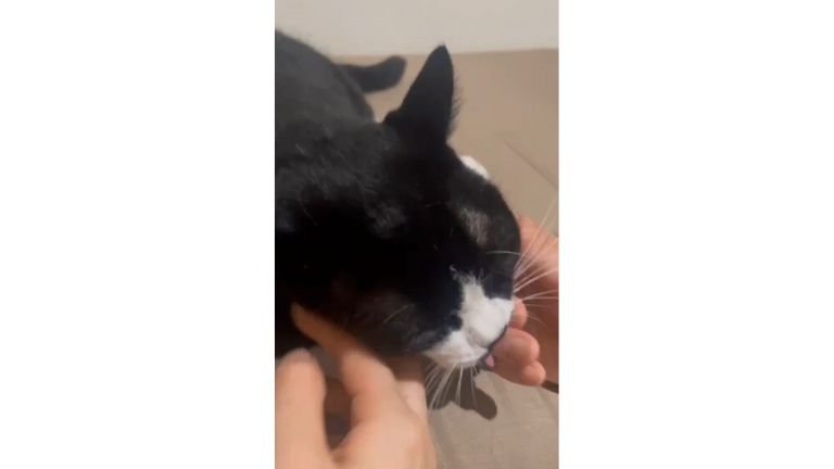 撫でられる猫