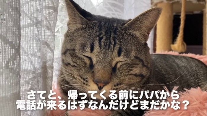 目を閉じる猫