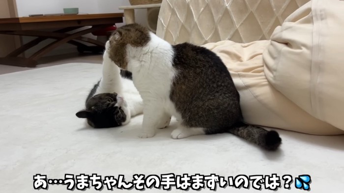 寝そべる猫と座る猫