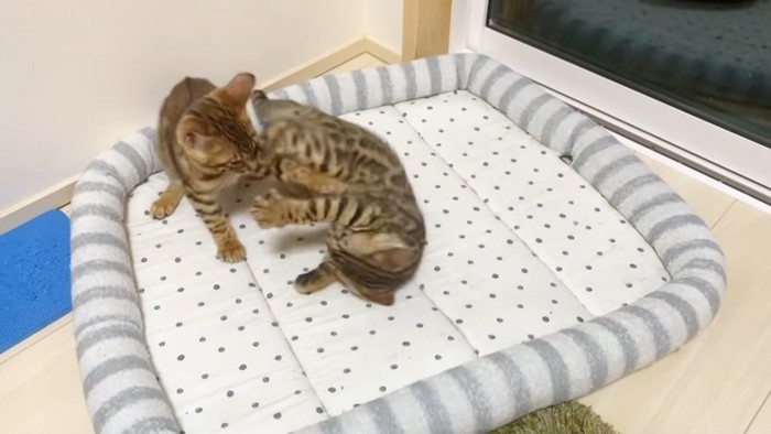 取っ組み合う子猫