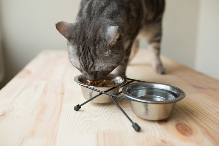 食事中の猫