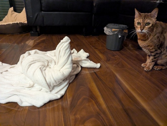座る猫