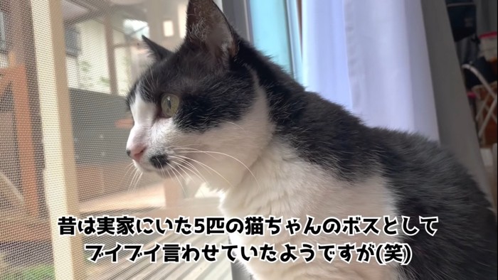 外を見つめる猫