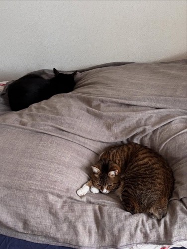 布団の上に乗る猫