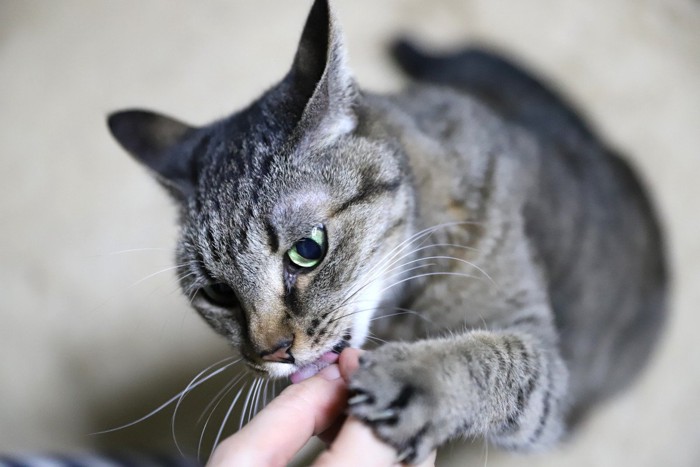 手を必死に舐める猫