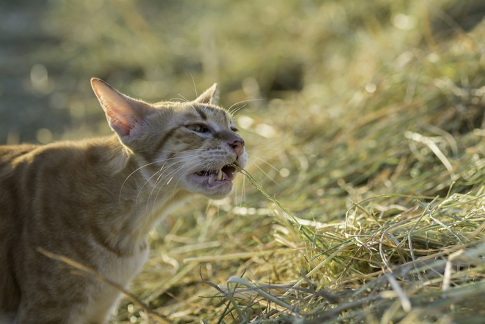 苦しそうに口をあける猫