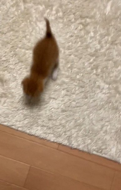 部屋を走る子猫