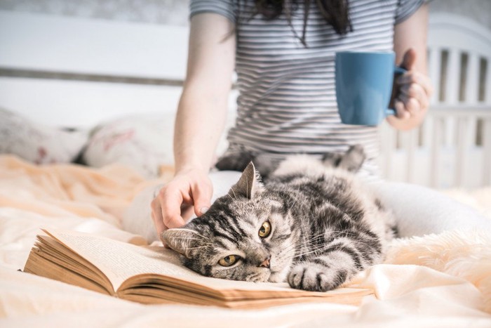 触られたくなさそうな猫