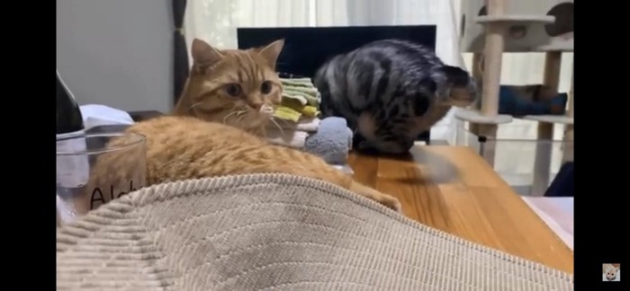 こちらを見つめる猫と猫のお尻