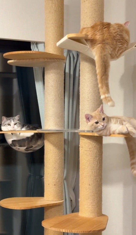 タワーにいる猫3匹