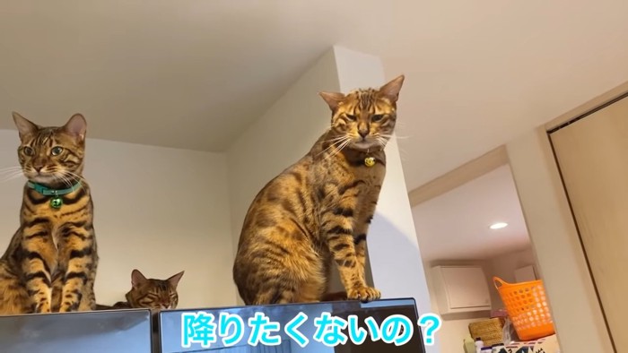 2匹の座る猫と奥で目を閉じる猫