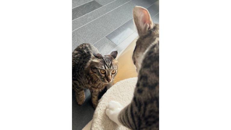 ケンカしている猫