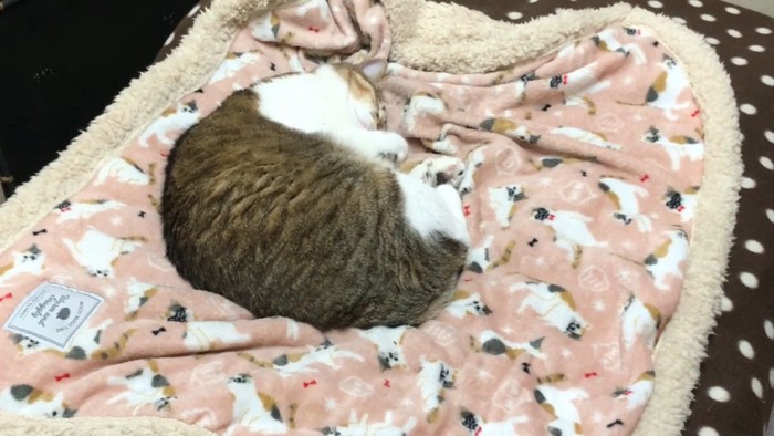 深く眠る猫