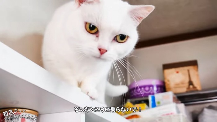 棚の上に乗る猫