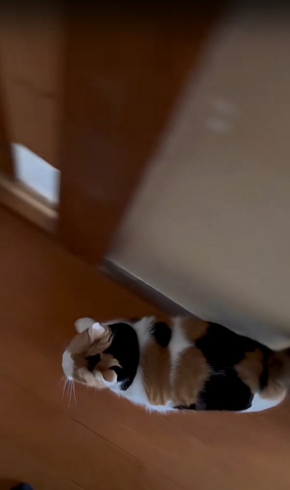 一緒に歩く猫