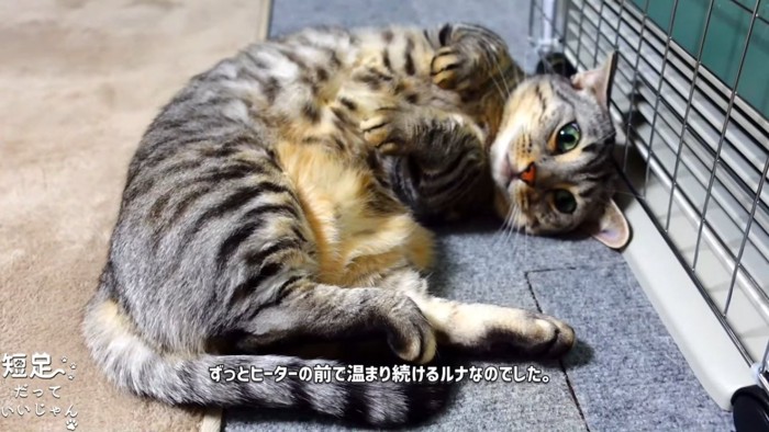 仰向けの猫