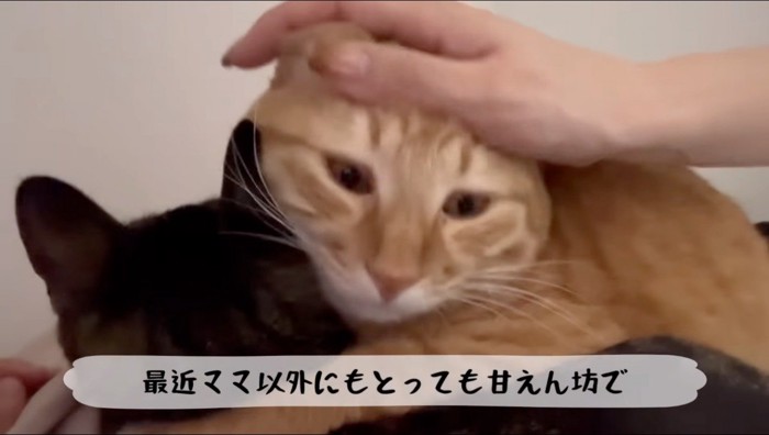 飼い主に頭を撫でられる茶トラ猫