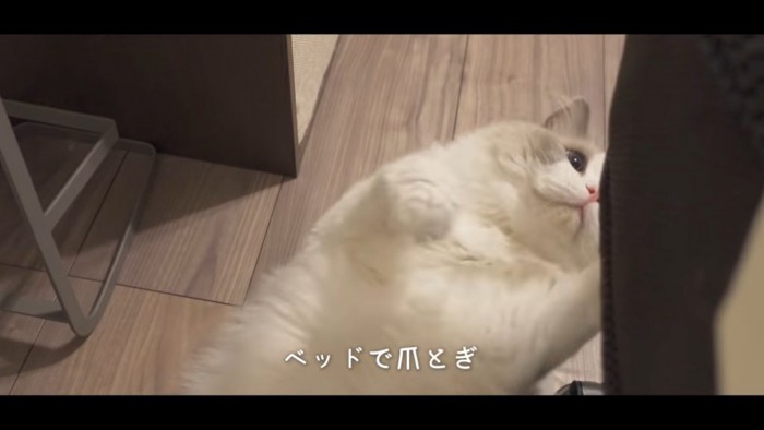 爪とぎをする猫