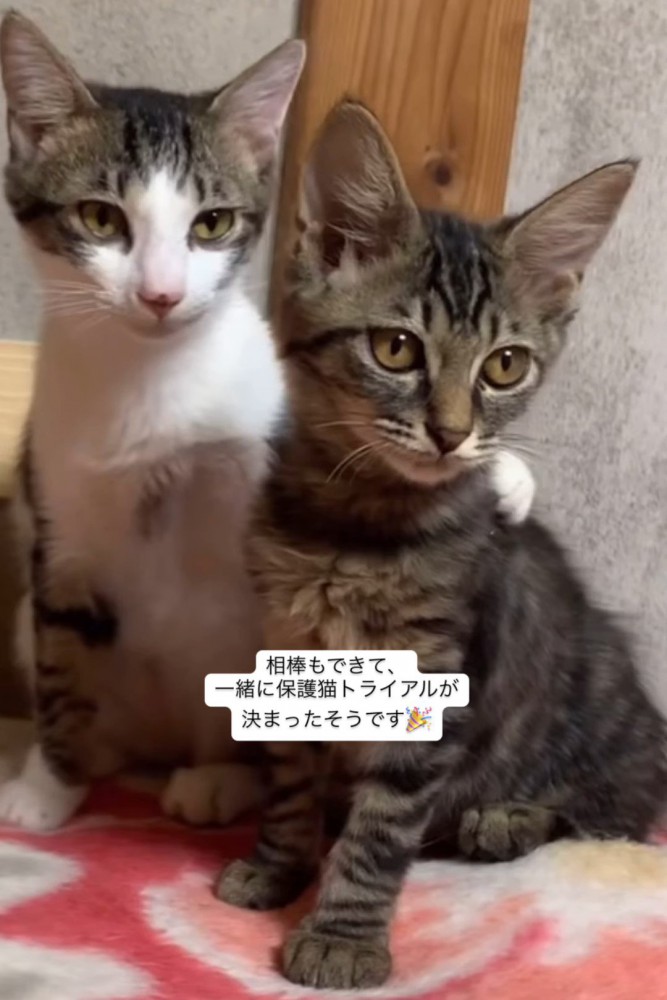 並ぶ2匹の子猫