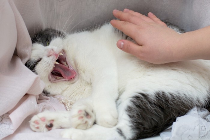 口を開ける猫に触ろうとする人の手