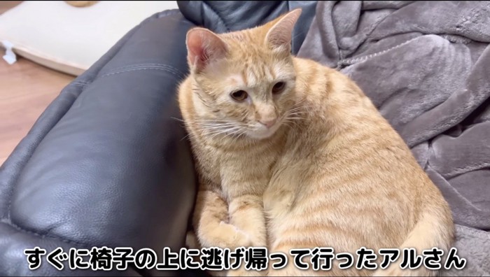 ソファーの上で横たわる赤い首輪をつけた猫