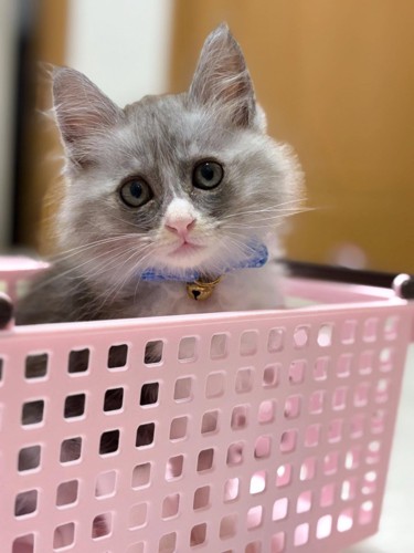 かごからカメラ目線の子猫