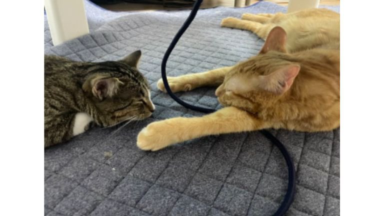 室内にいる猫たち