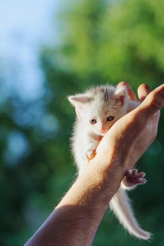 手にしがみついている子猫