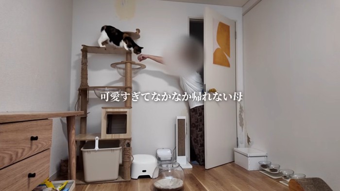 扉を見ている猫