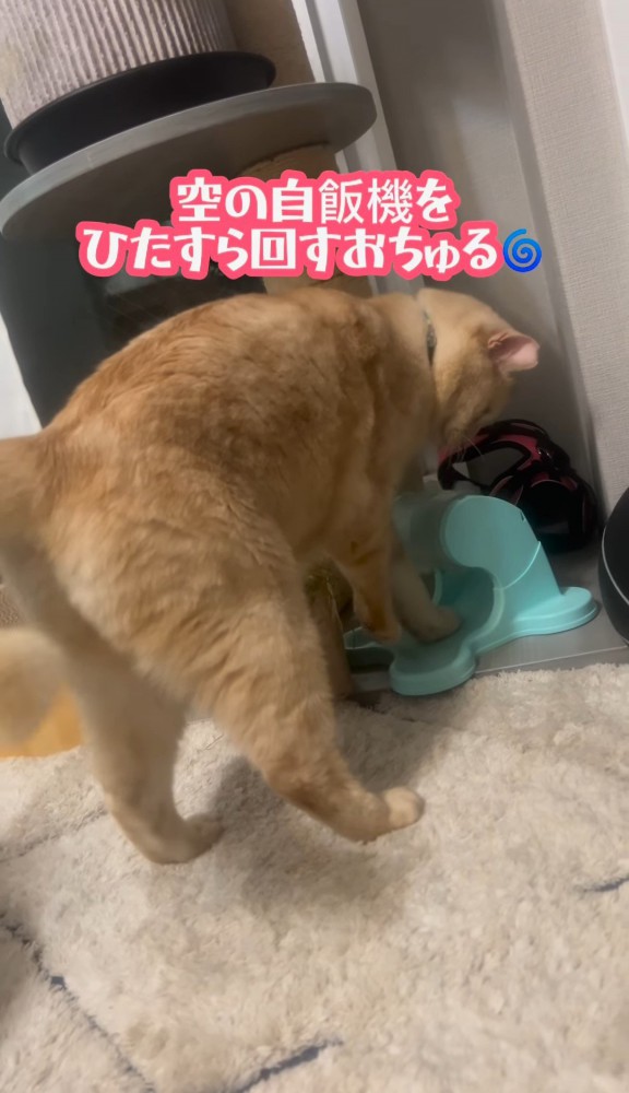 自動給餌器を覗き込む猫