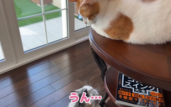 見下ろす猫