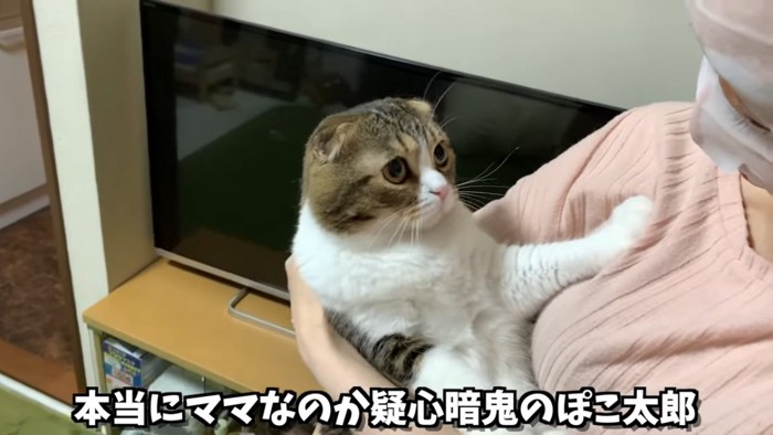 抱っこされる猫