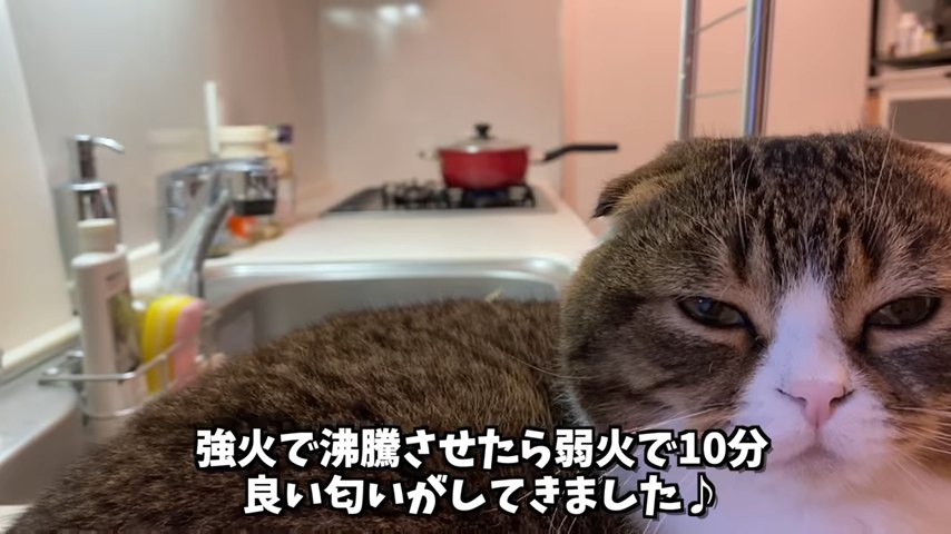 目を細める猫