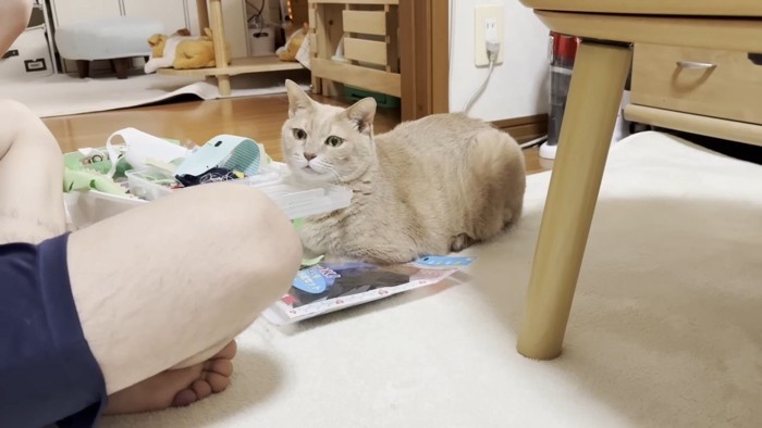 こちらを向いてあご乗せ