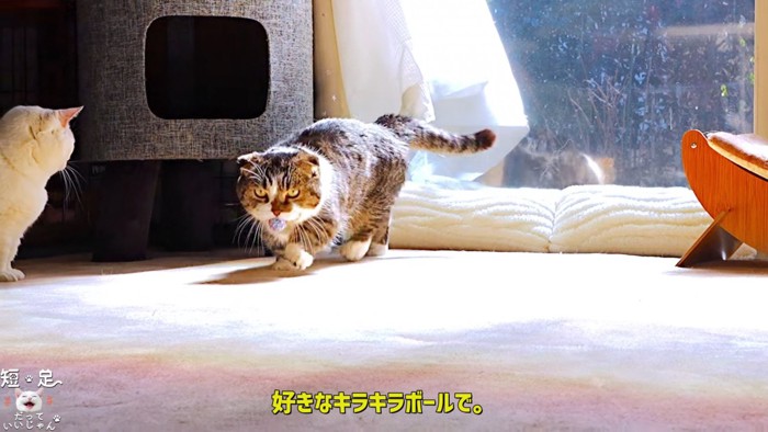 ボールをくわえている猫