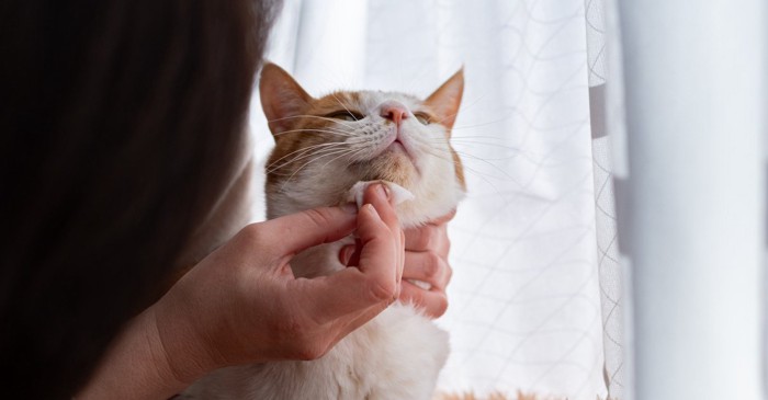 猫の顔を拭く 茶トラ白