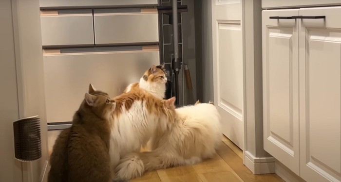 ドアの前に集まる猫たち