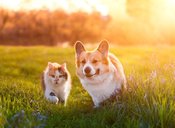 一緒に走る犬と猫