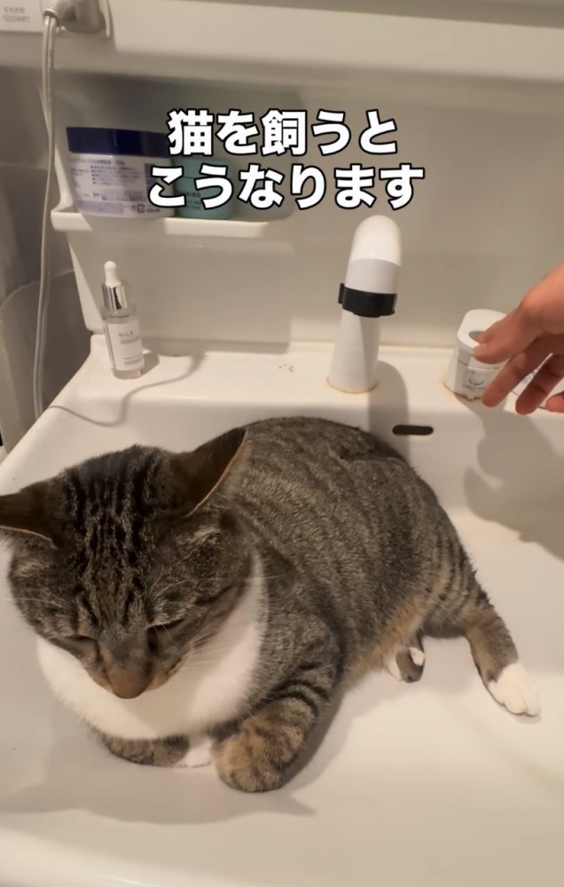 洗面台に入る猫