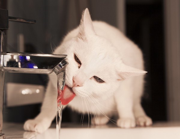 蛇口から水を飲む猫