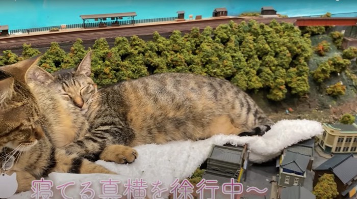 母猫に抱きつく子猫