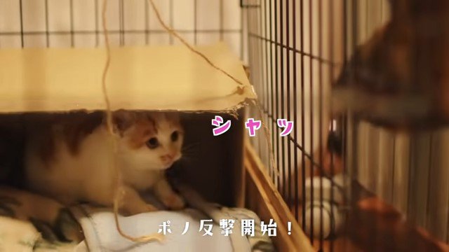 ケージ越しに向かい合う子猫と犬